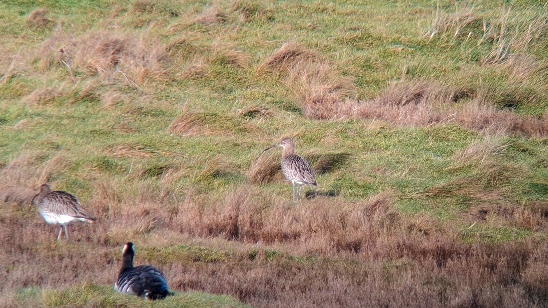 Wulp (Zeeland). Foto van Angel In T Veld.